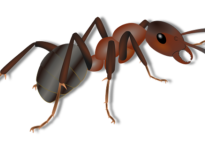 ant-gc6a5ae0ca_640-300x150-1